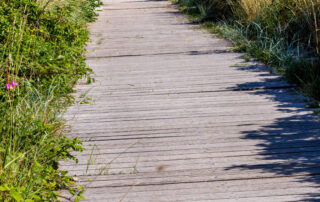 Ein Holzsteg führt inmitten von Dünengras zum Meer.