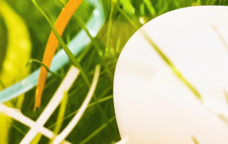 Ein Hühnerei liegt im Gras.