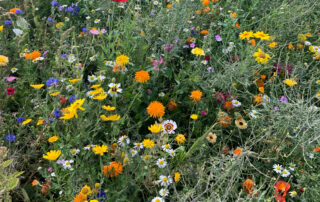 Eine sommerliche Blumenwiese mit vielen bunten Blumen.
