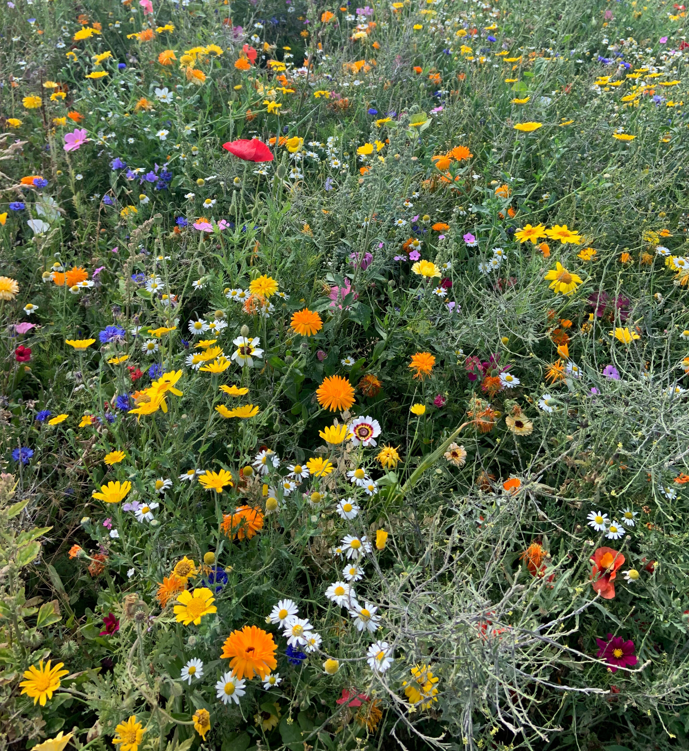 bla_hwiese_2 Eine sommerliche Blumenwiese mit vielen bunten Blumen.